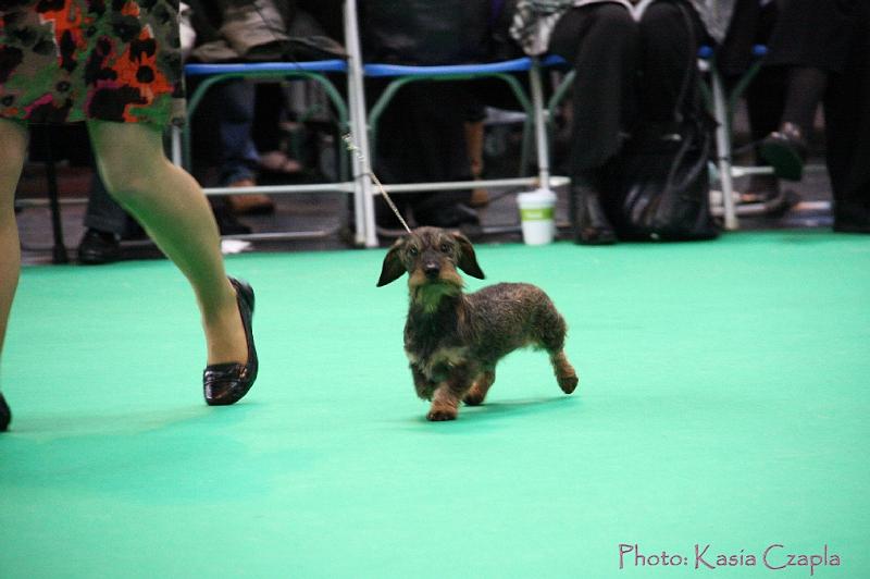 Crufts2011_2 1175.jpg